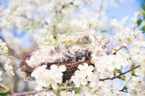 Nest Cherry Blossom - Beautiful Digital background Newborn Photography Prop download