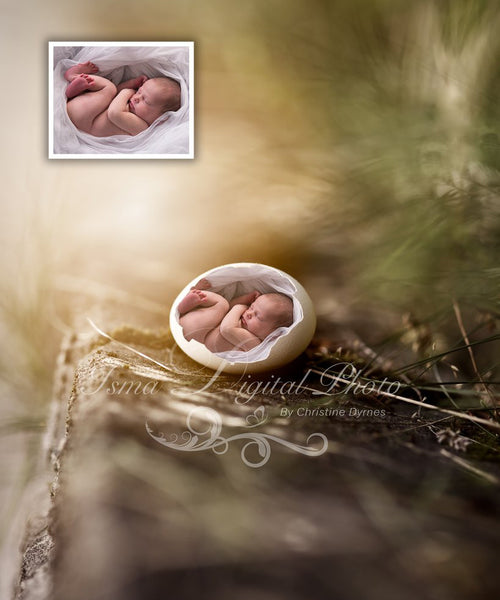 Egg 4 - Beautiful Digital background Newborn Photography Prop download