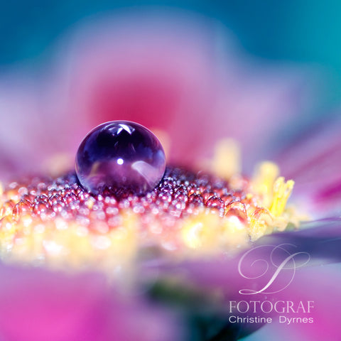 Artistic water drop - I am purple - Limited edition of  10 copies