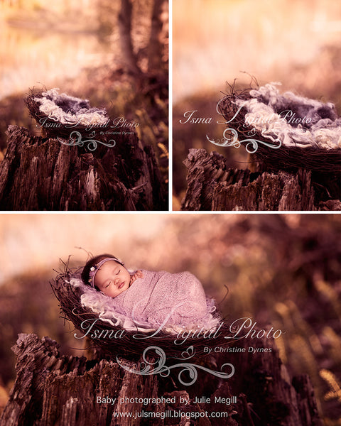 Nest Nature Autumn - Beautiful Digital background Newborn Photography